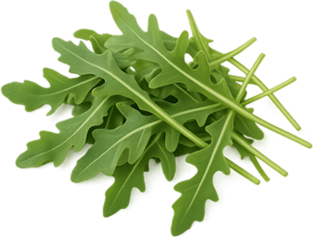 Rukola